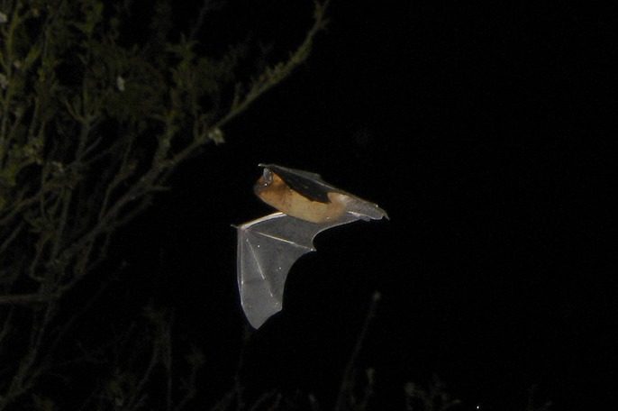 Nuit de la chauve-souris aux Mines d'Argent