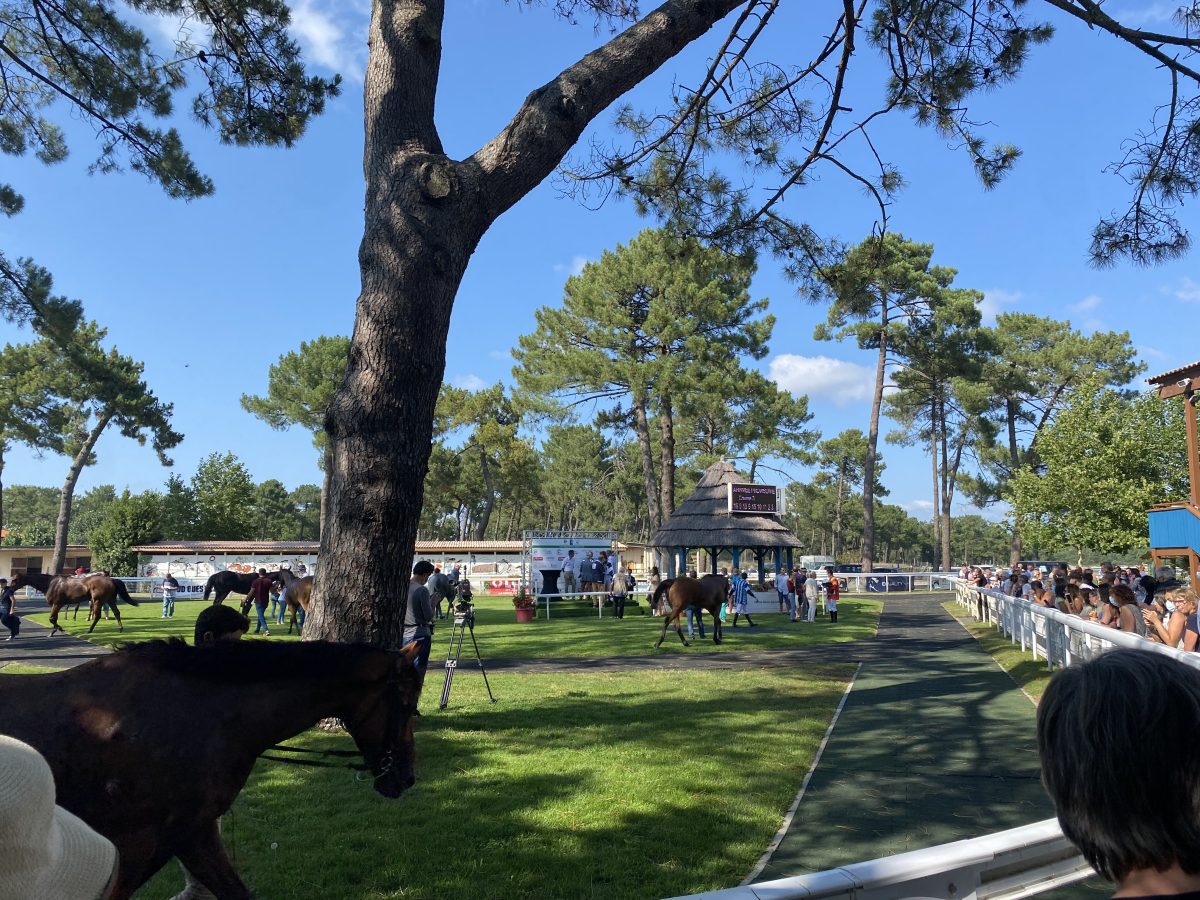 Visite privilège à l'hippodrome, un jour de courses