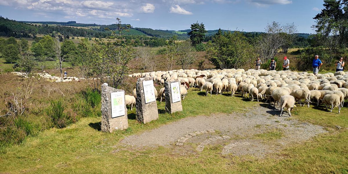 Concours de la racine ovine Limousine
