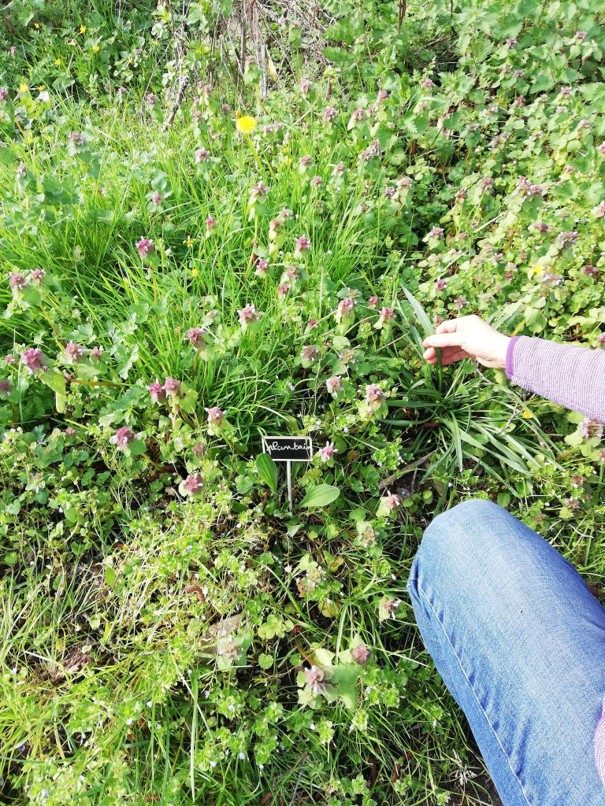 atelier plantes comestibles et médicinales