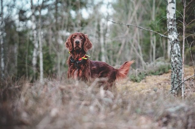 Fête de la Chasse Nature et Traditions
