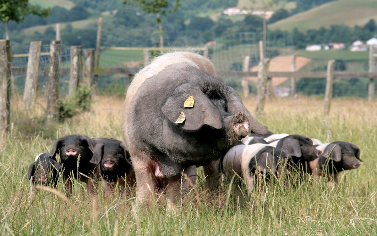 Visite "du groin au festin Pierre Oteiza"