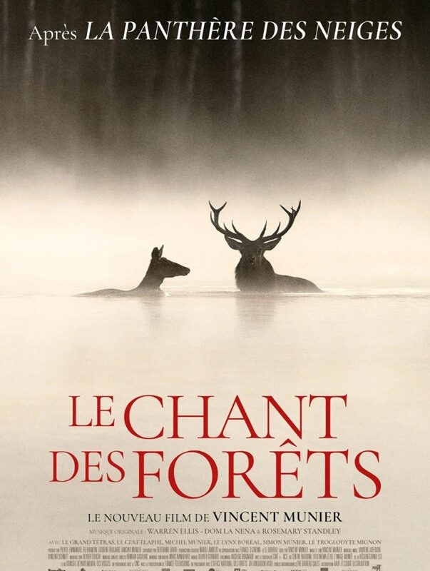 Cinéma en plein air : Le chant des forêts