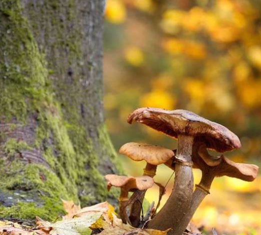 Allons aux champignons - Dimanche Nature