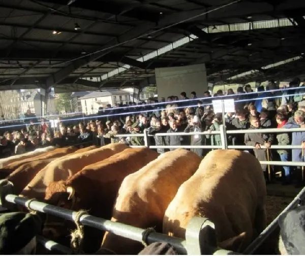 Concours des Bœufs de Noël de Laissac