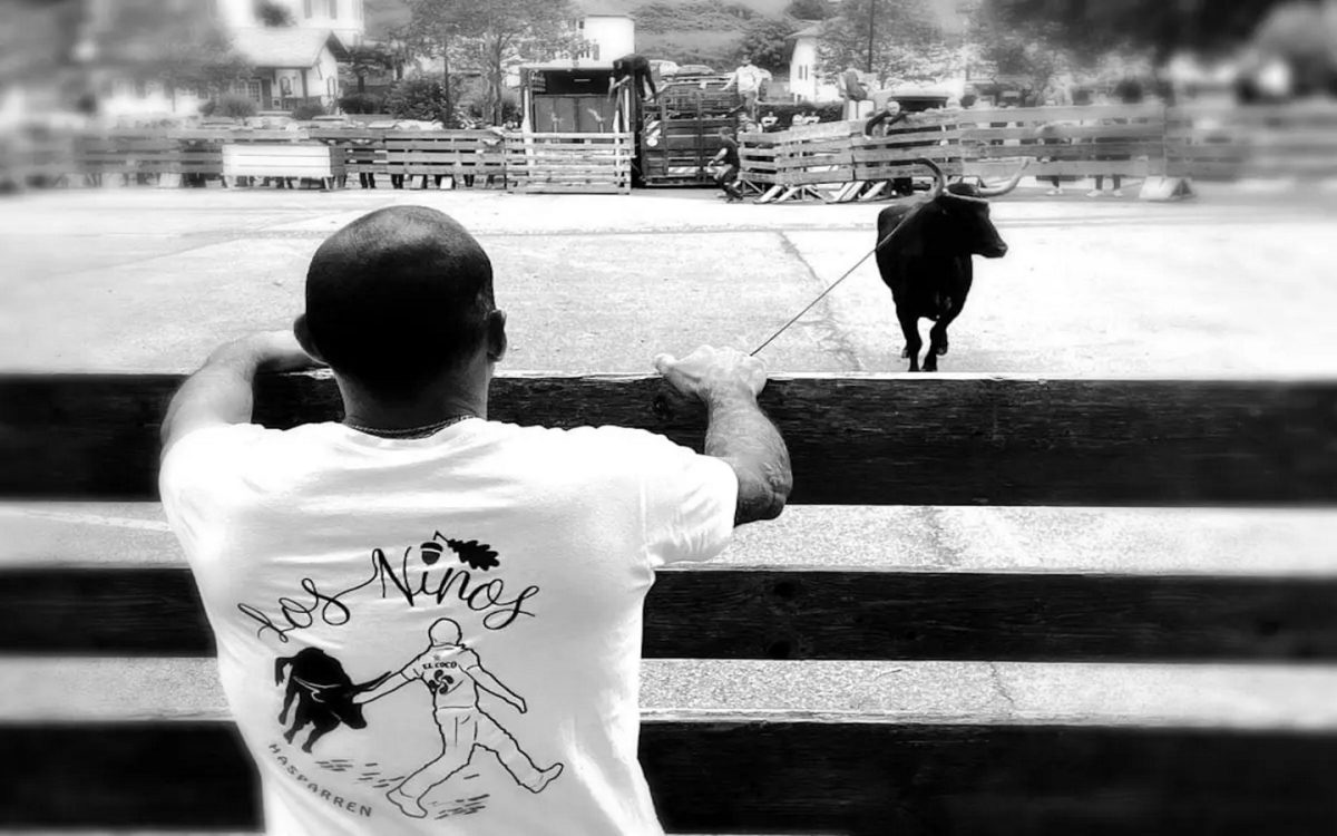 Course de vaches