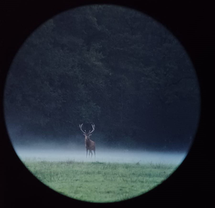 Vivre le brame du cerf en forêt d'Orléans