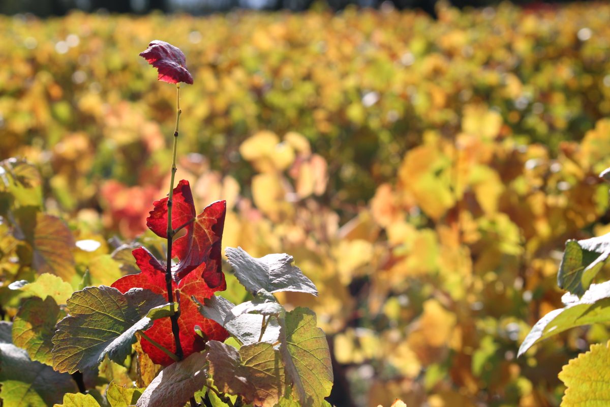 Domaine Pierre Morin