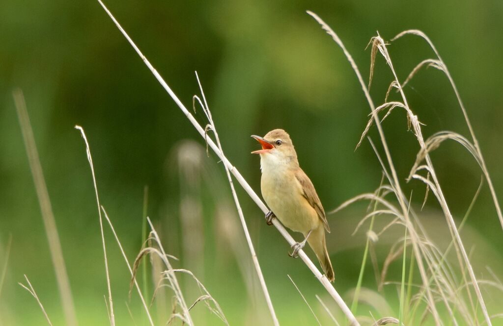 Les chants d'oiseaux des Barthes