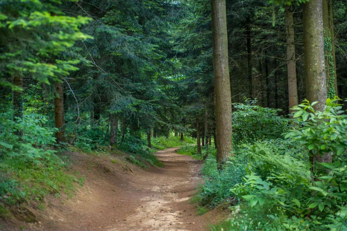Découverte des habitants de la forêt des Vaseix