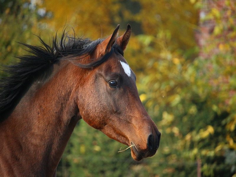 Les Chevaux de La Lande
