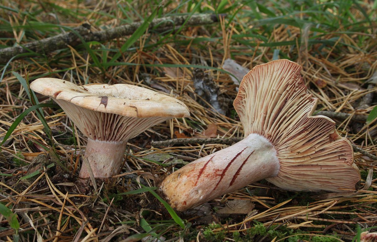 Conference : Le monde secret des champignons