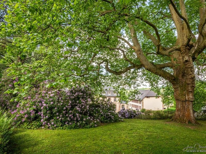 Plantes sauvages et douceur estivale