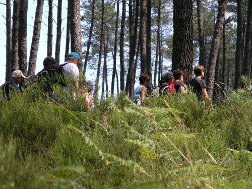 Randonnée pédestre "Saint Girons, la sauveté et les dunes forestières"