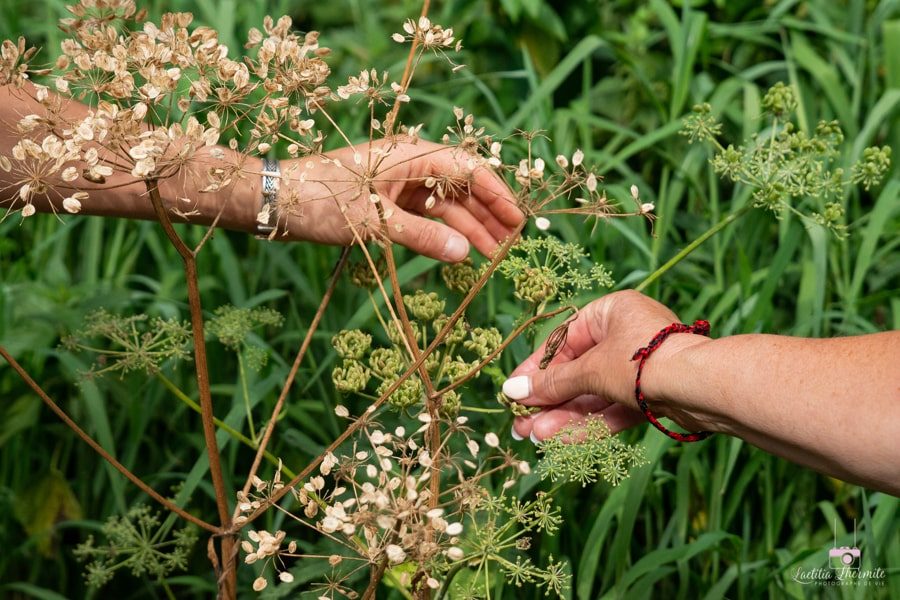 Serpe et Chaudron - Ateliers autour des Plantes sauvages et Balades botaniques