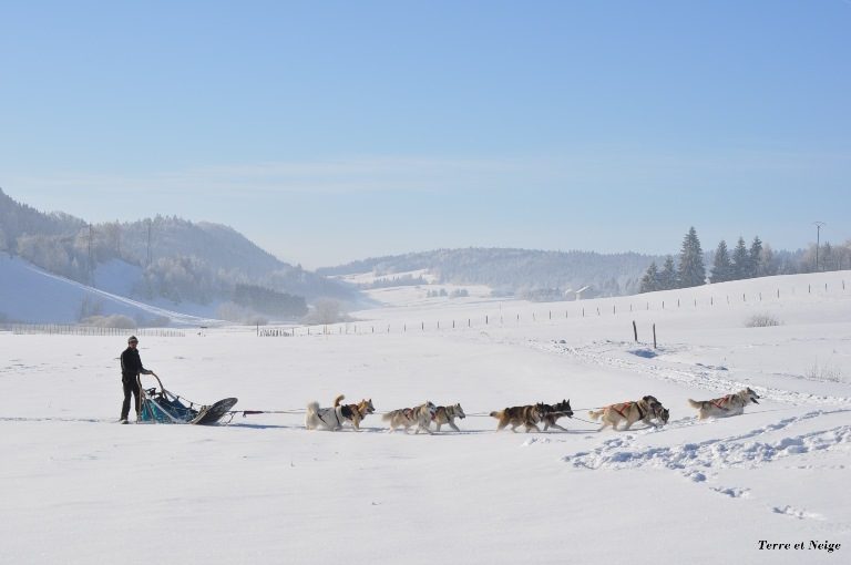 Chiens de traineaux - Terre et Neige