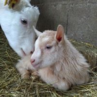 Ferme de Maillebois