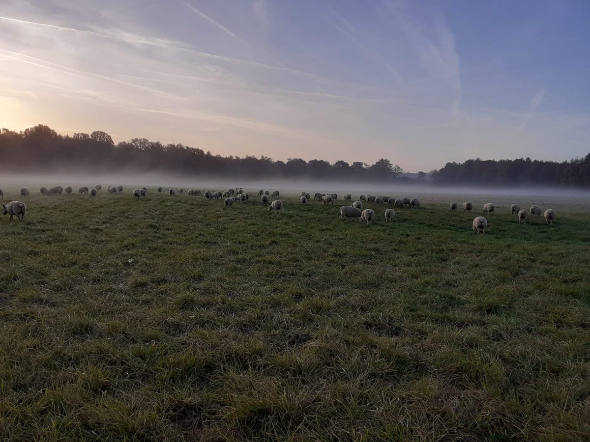Cocottes et Compagnies de la Forêt