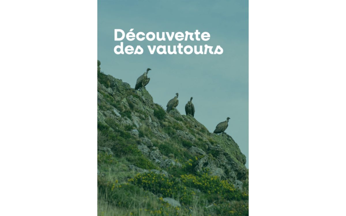 Découverte des vautours