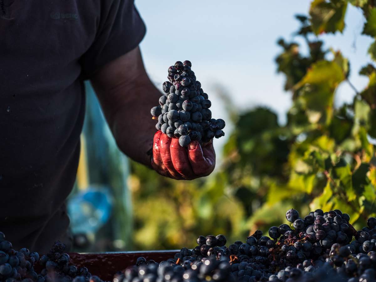 DOMAINE PIERRE FIL