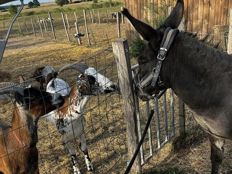 Ferme pédagogique de Zellen