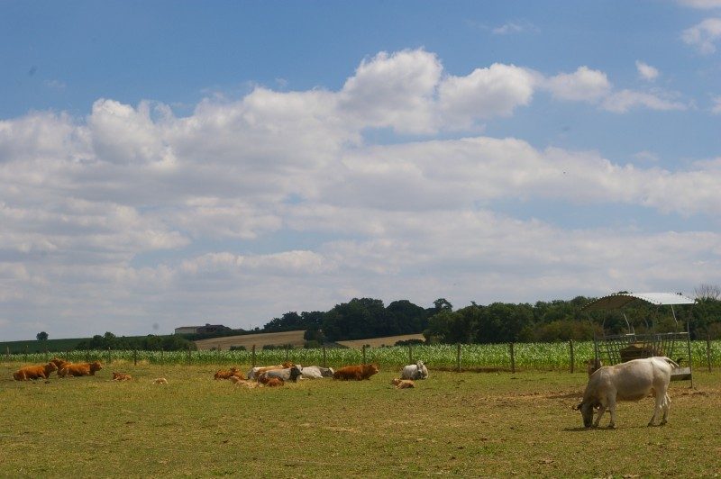 FERME DE DUCASSE