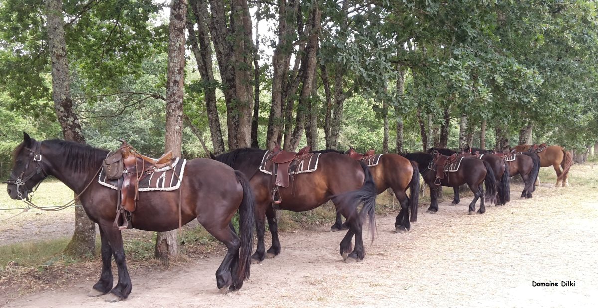 Domaine Dilki