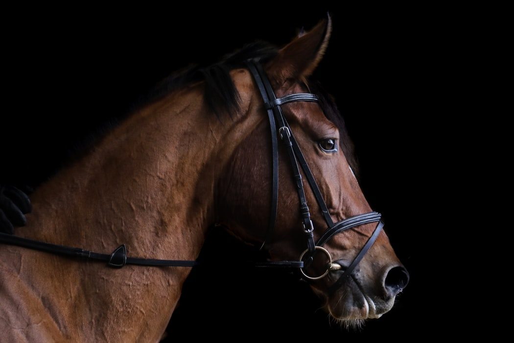 PONEY CLUB CENTRE EQUESTRE HIPPOCAMPE