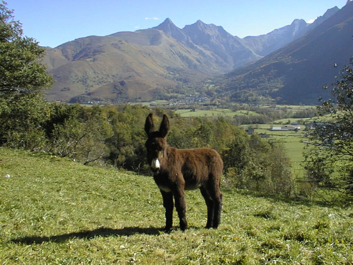 Le Parc aux Anes