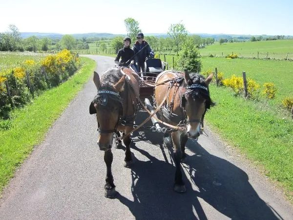 Ecole d'attelage de l'Aubrac- Balade en attelage