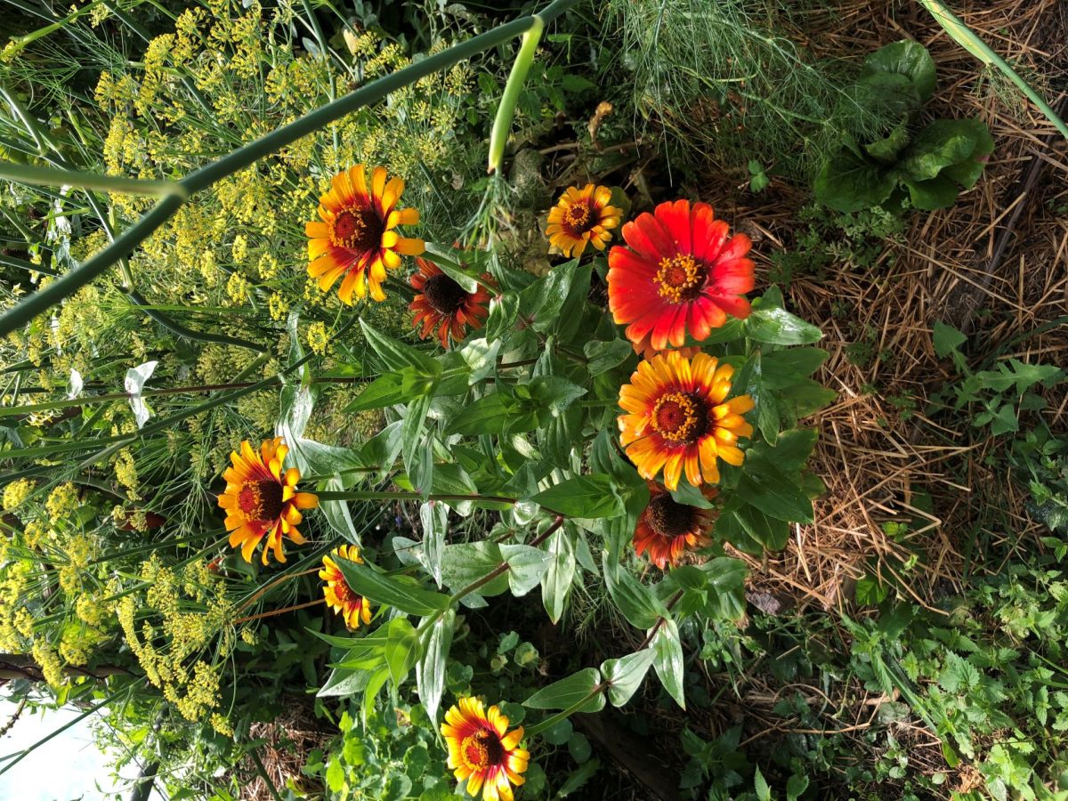 Le jardin de Laure