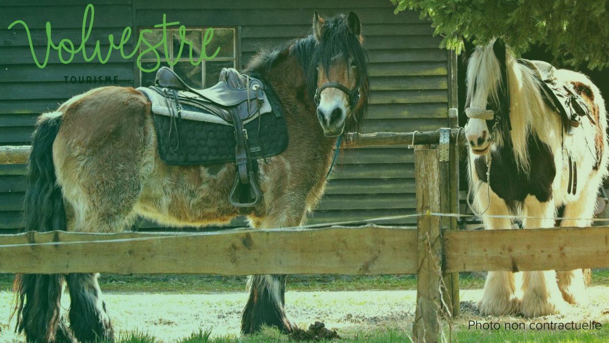 FERME EQUESTRE PATER
