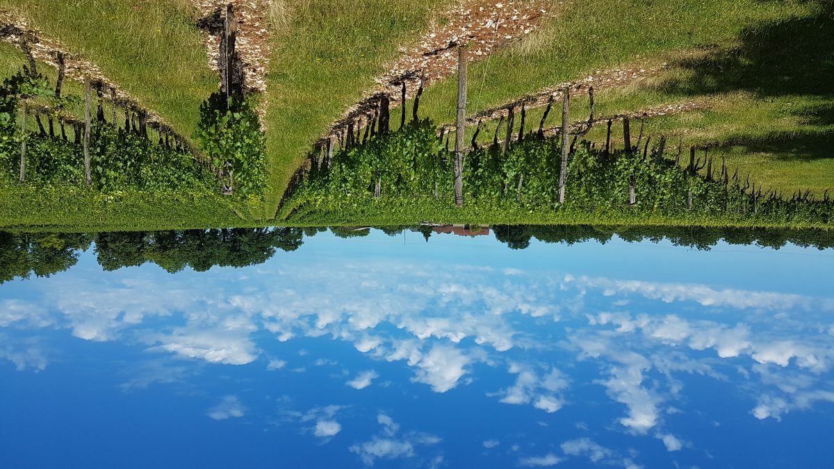 Vignoble Pierro
