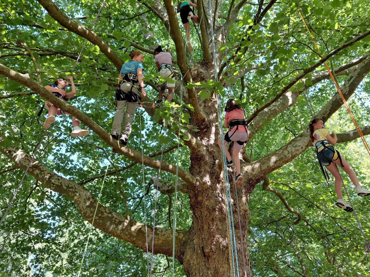 Clairon : animation nature et grimpe d'arbres
