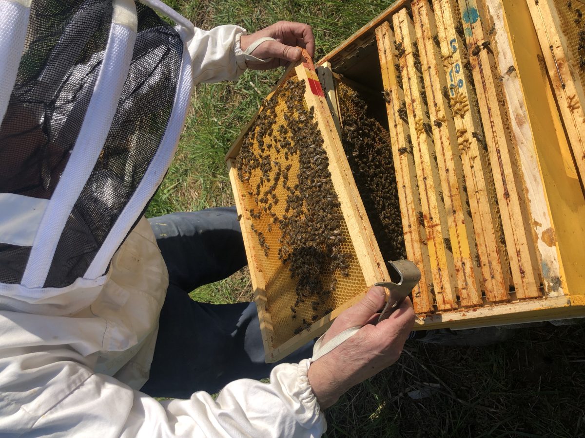 Les Abeilles d'Esprels