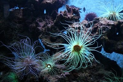BIODIVERSARIUM : AQUARIUM DE BANYULS-SUR-MER