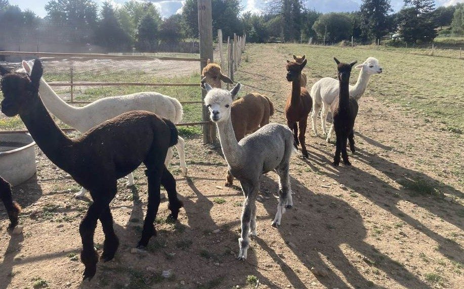Le Clos des Alpagas - Ferme Pédagogique