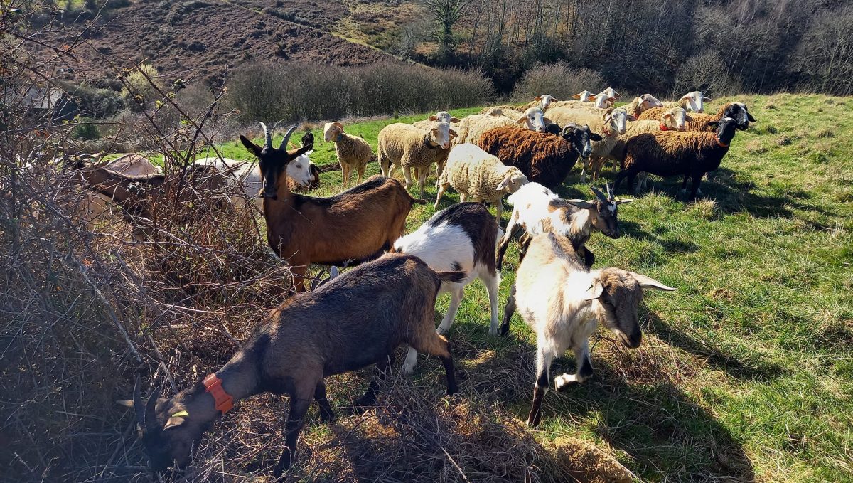 LA FERME DES ARROUTIS