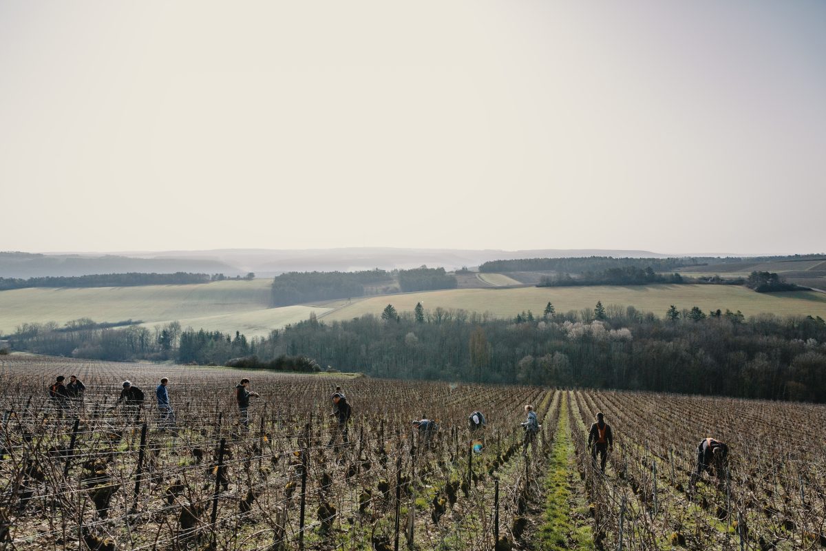Domaine Alexandre Bonnet