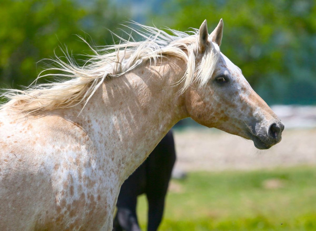 Aux Equins d'Asthari