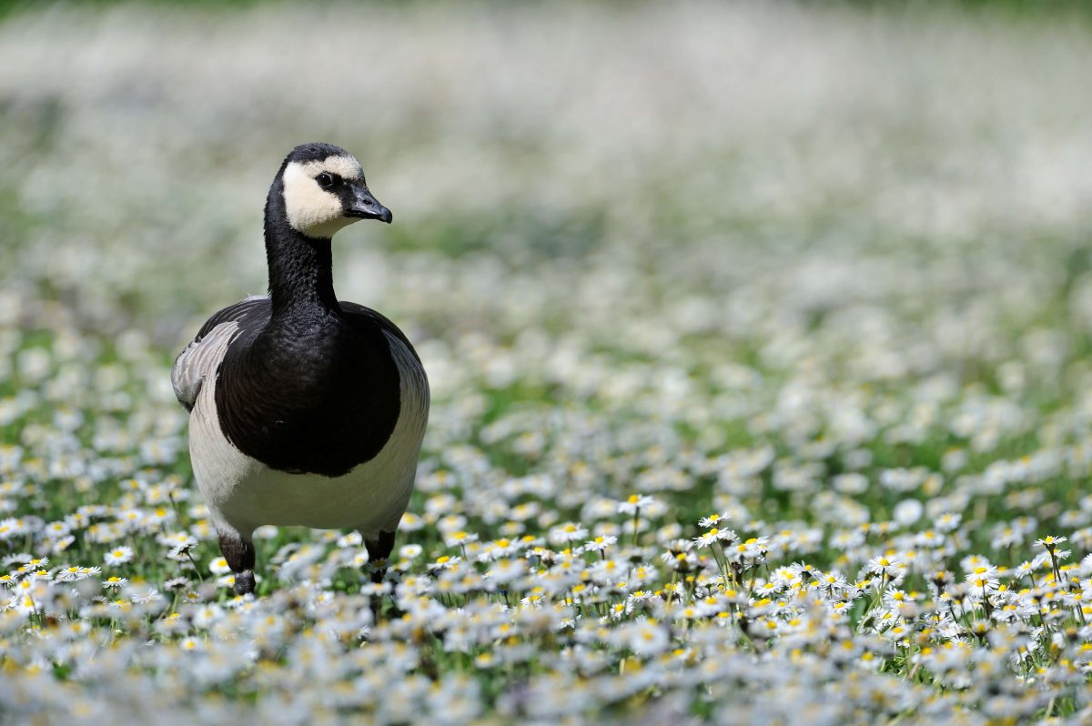 Les Oiseaux du Marais Poitevin, Parc Ornithologique