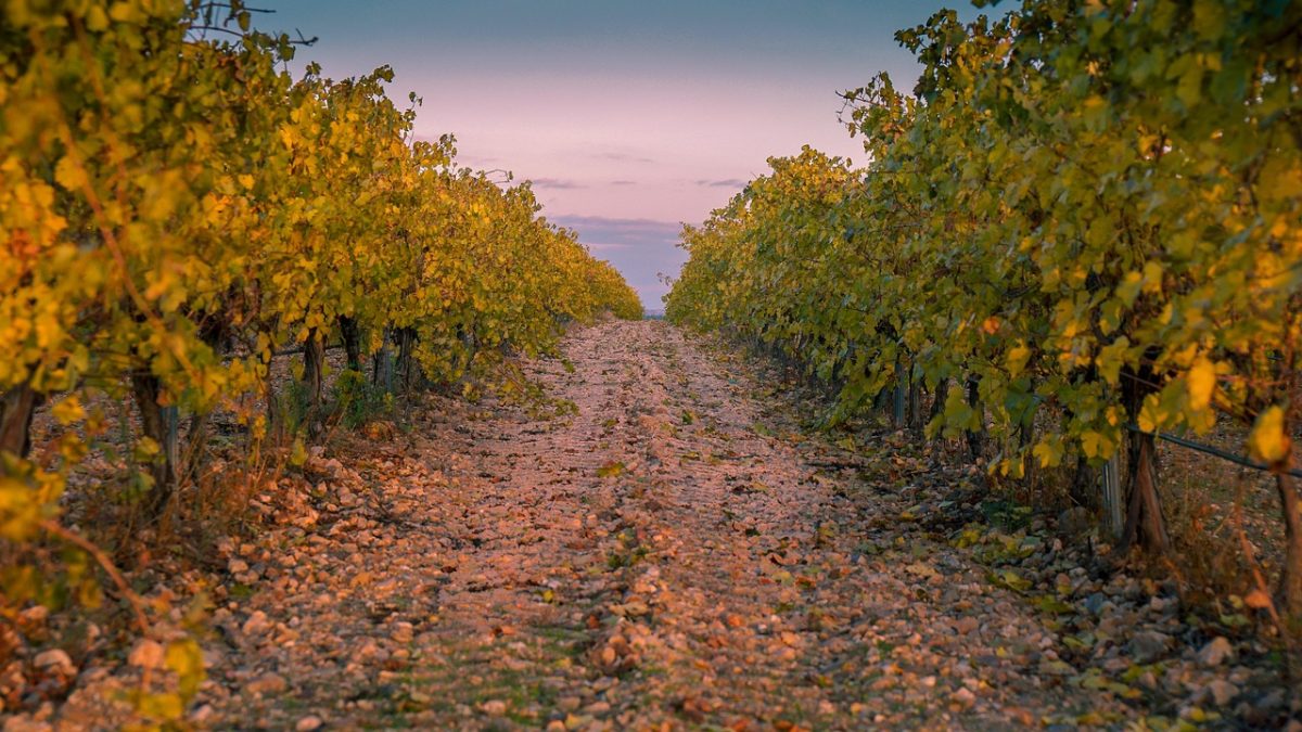 Domaine Nairaud-Suberville